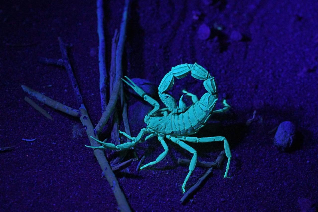 The Desert Grace Solitaire Eksteriør billede